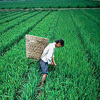 Woman working in a rice field in Sichuan, China